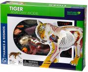 Animal Anatomy - Tiger Anatomy Model