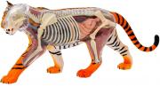 Animal Anatomy - Tiger Anatomy Model